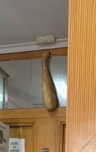 Corsino Felix Garcia Duchen_Rojas_Rojas_review