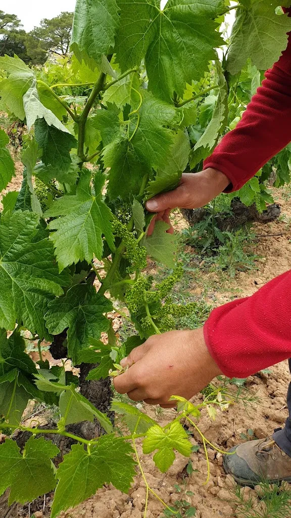 Bodega Rubiejo - Ribera del Duero_Sotillo de la Ribera_slider_image_3
