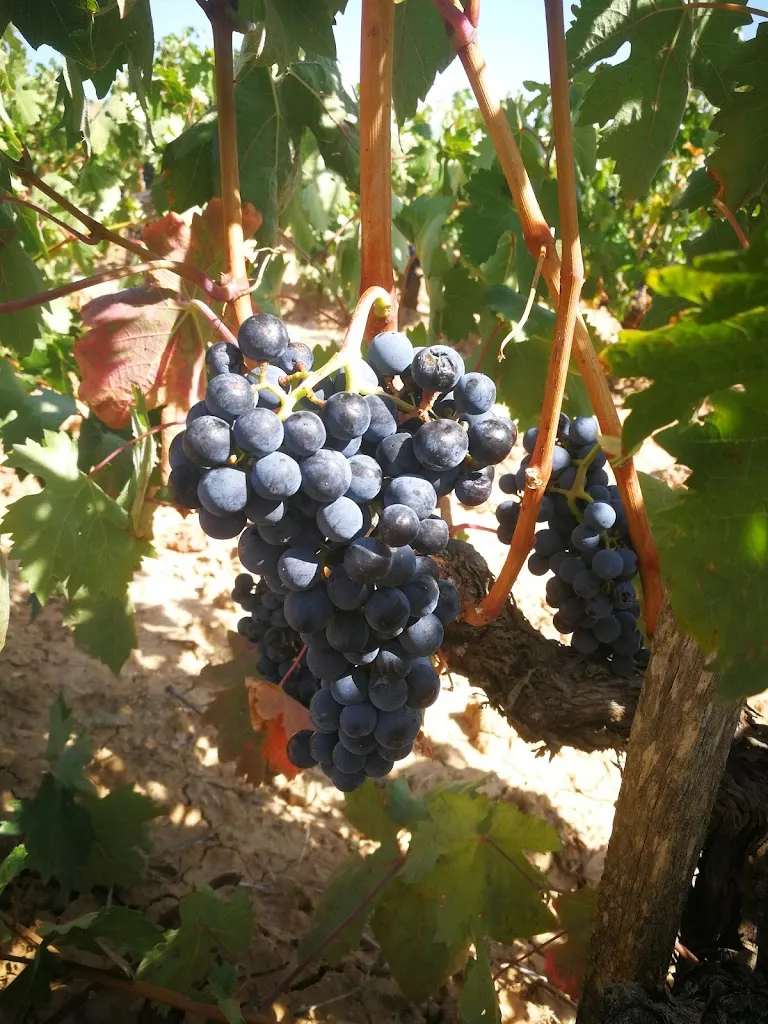 Viña Tuelda, S.L. - Ribera del Duero_Villatuelda_slider_image_2