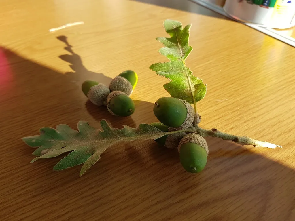 Menu_El Paso de las Brujas_Aldeanueva de la Vera_image_7