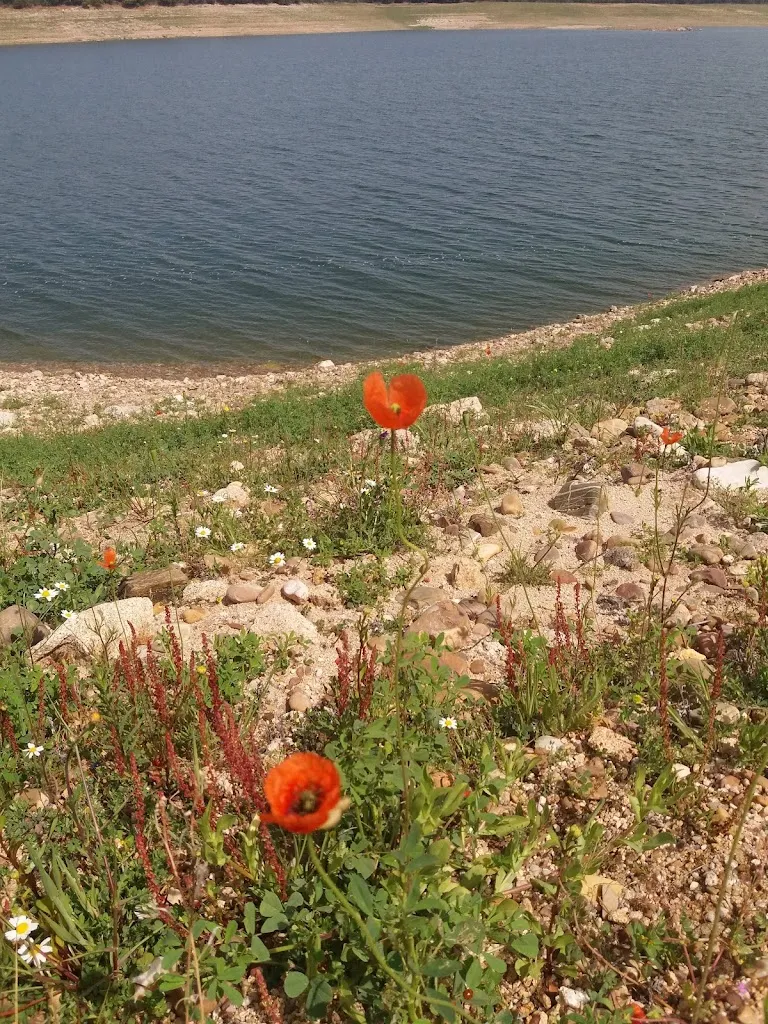Bar CENON restaurant in Bohonal de Ibor