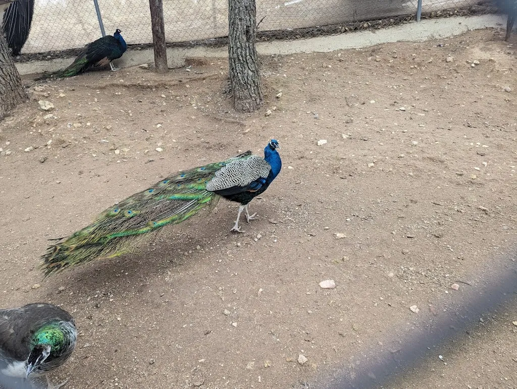 Jim McJim_Bioparque La Rocha_Alborea_review