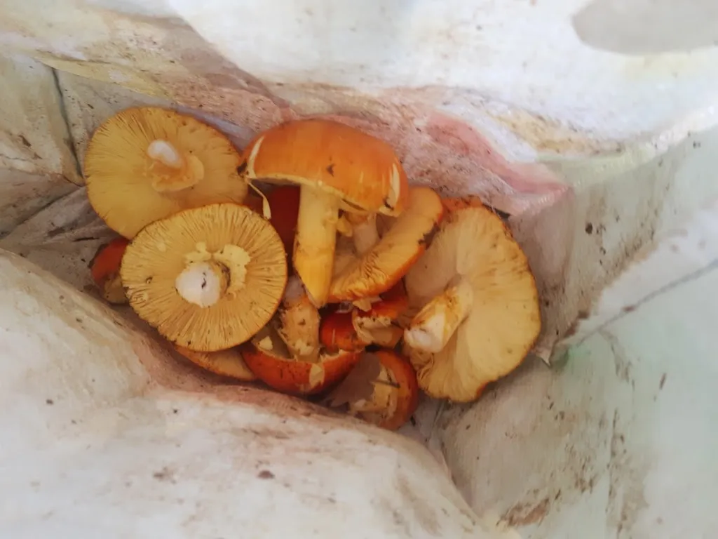 Menu_Meson El Refugio_Guijo de Santa Bárbara_image_9