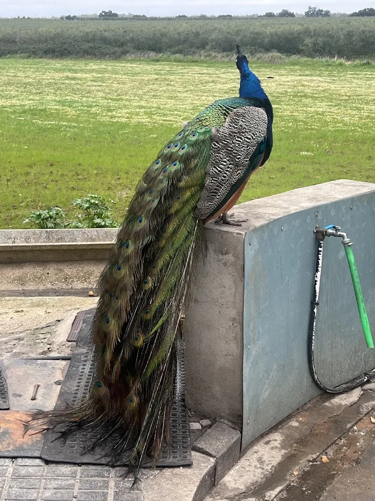 Ricky Vinilos_Bar restaurante La Moncloa de Jaraicejo_Jaraicejo_review