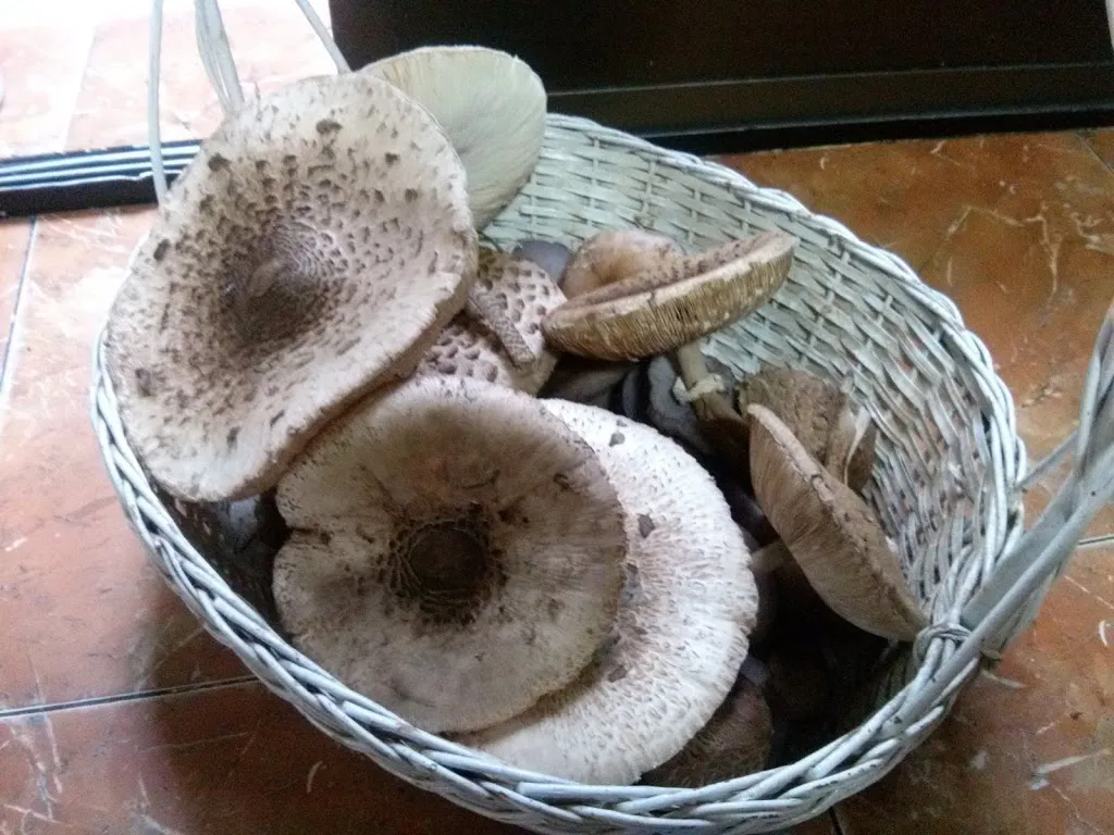 Menu_El Rincón de Rober_Madroñera_immagine_5