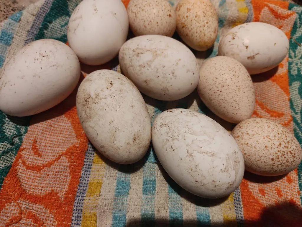 Menu_Mi Casa_Membrío_image_2