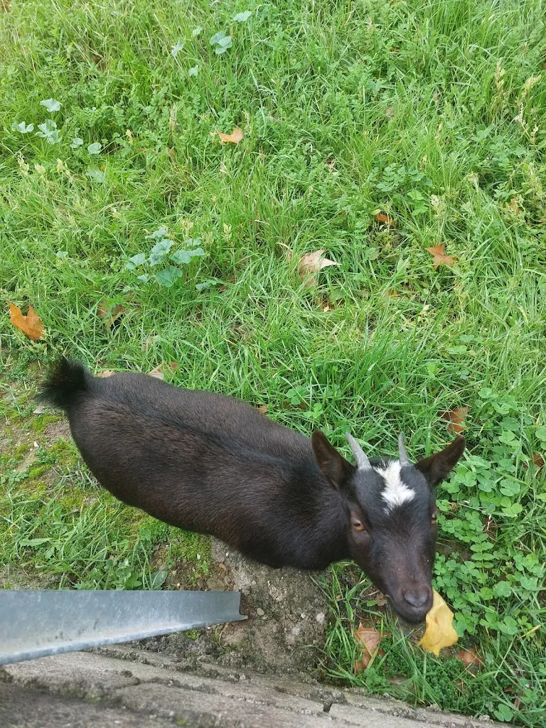 Licenciado Malpartida Flo.r.oliva_Bar Lord Byron_Malpartida de Plasencia_recensione