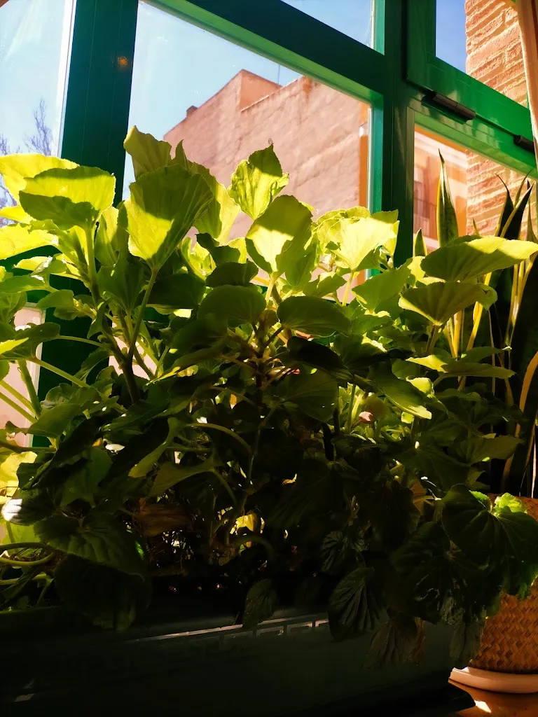 Nelia Sotos_Bar restaurante Mesón El Sol_Albacete_recensione