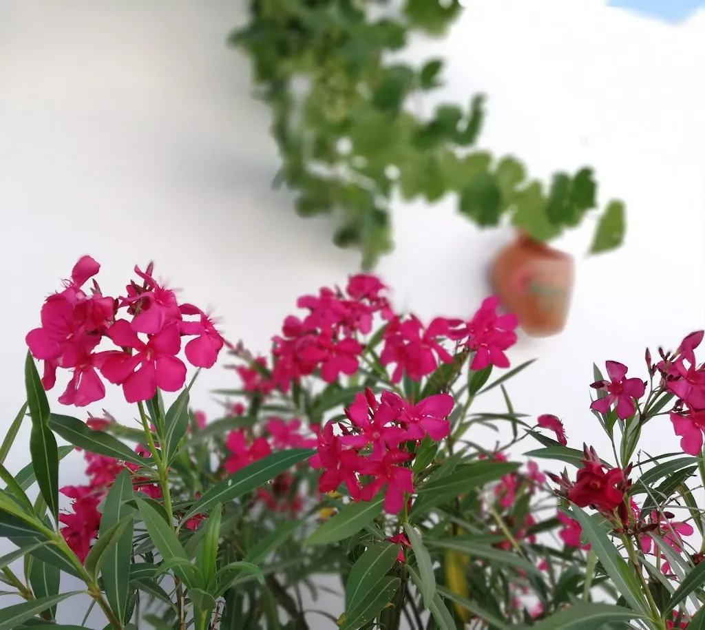 La taberna del Casino_Arcos de la Frontera_slider_image_3