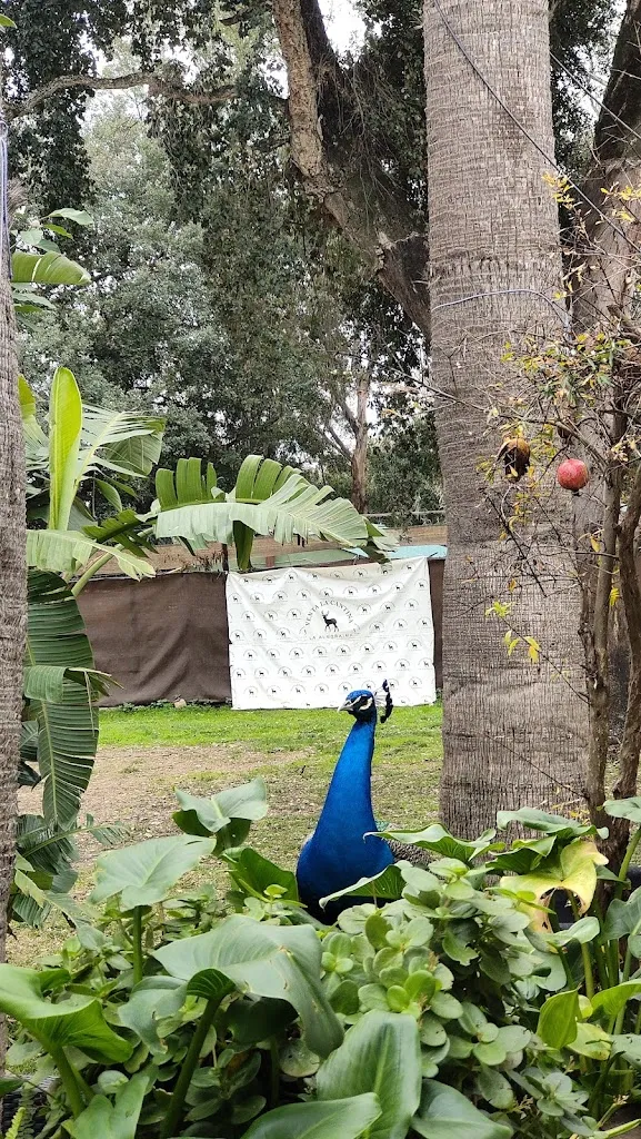 Harland David Sanders_Venta La Cantina_Castellar de la Frontera_review