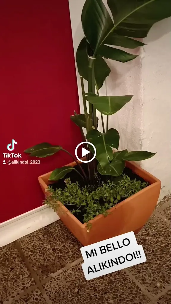 Alikindoi bar restaurante_Rota_slider_image_2