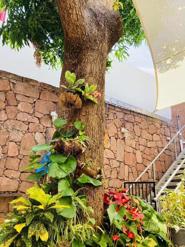 Joe Buttle_Junonia Restaurante_San Sebastián de La Gomera_review