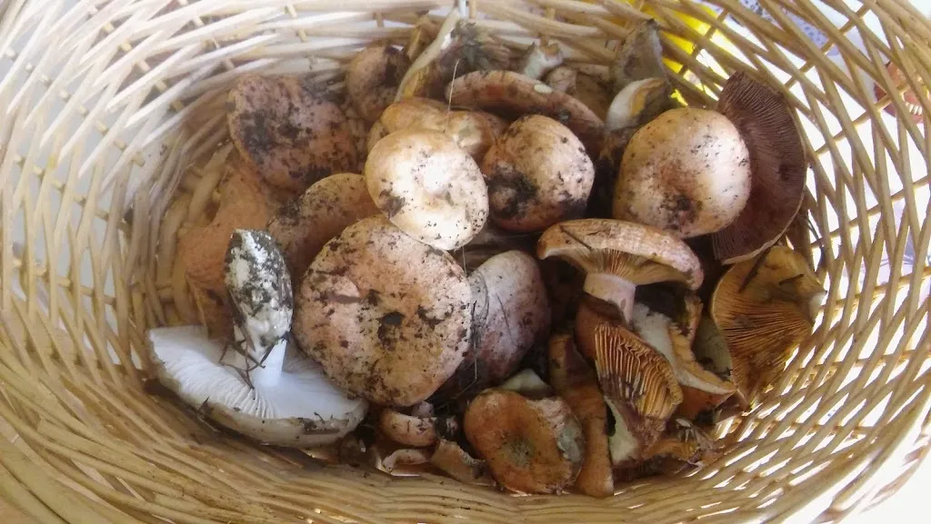 Menu_Casa Morci_Elche de la Sierra_image_6