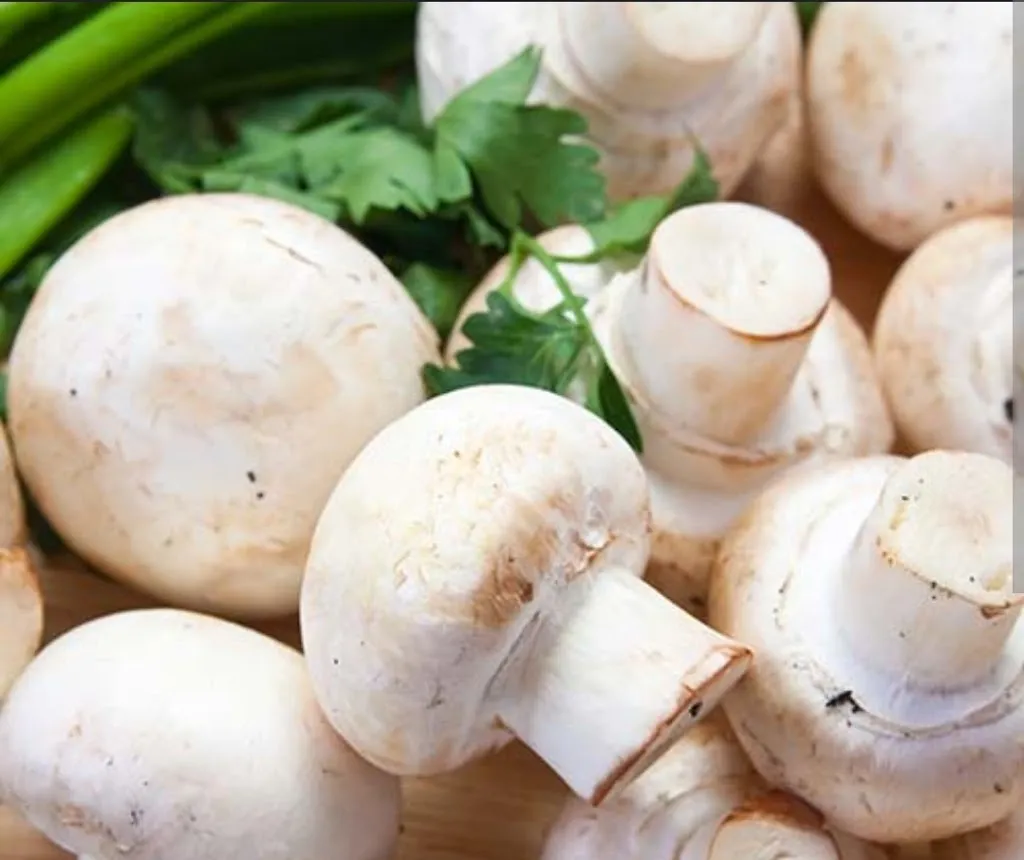 Casa del Champiñón_Castro-Urdiales_slider_image_2