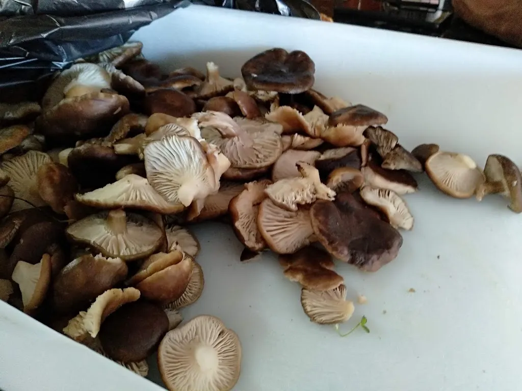 Menu_Bar La Picota_Piélagos_image_2