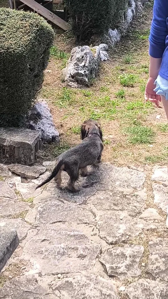 Gonzalo_Pizzería Asociación la Olla de la Robla_Rozas de Valdearroyo Las_review