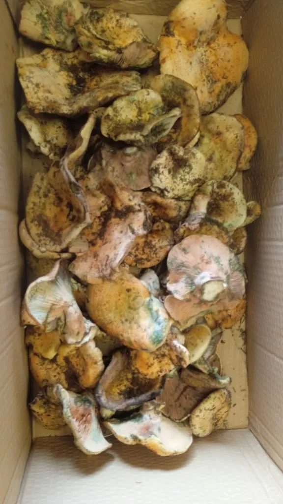 Menu_L'antiga cuina_Algimia de Almonacid_image_5