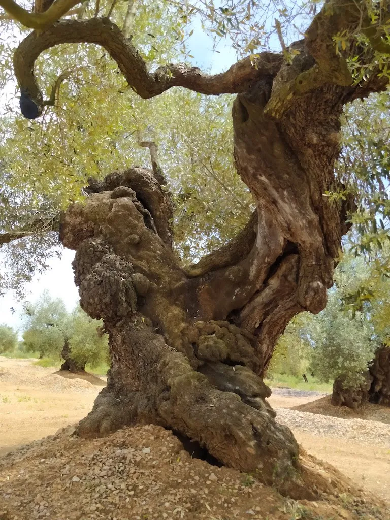 Restaurante Meseguer_Canet lo Roig_slider_image_2