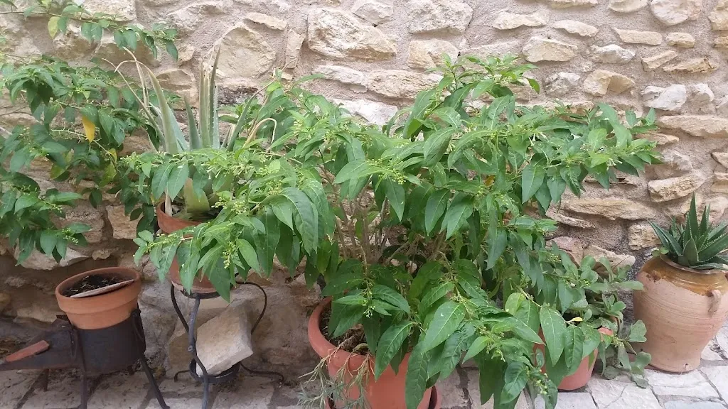 RESTAURANTE CASA ROGELIA_Cervera del Maestre_slider_image_1