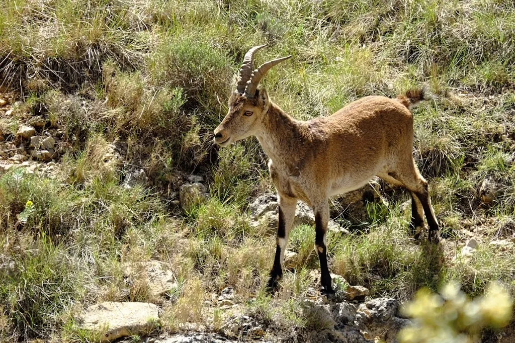 José Manuel _Mesón La Lonja_Herbés_review