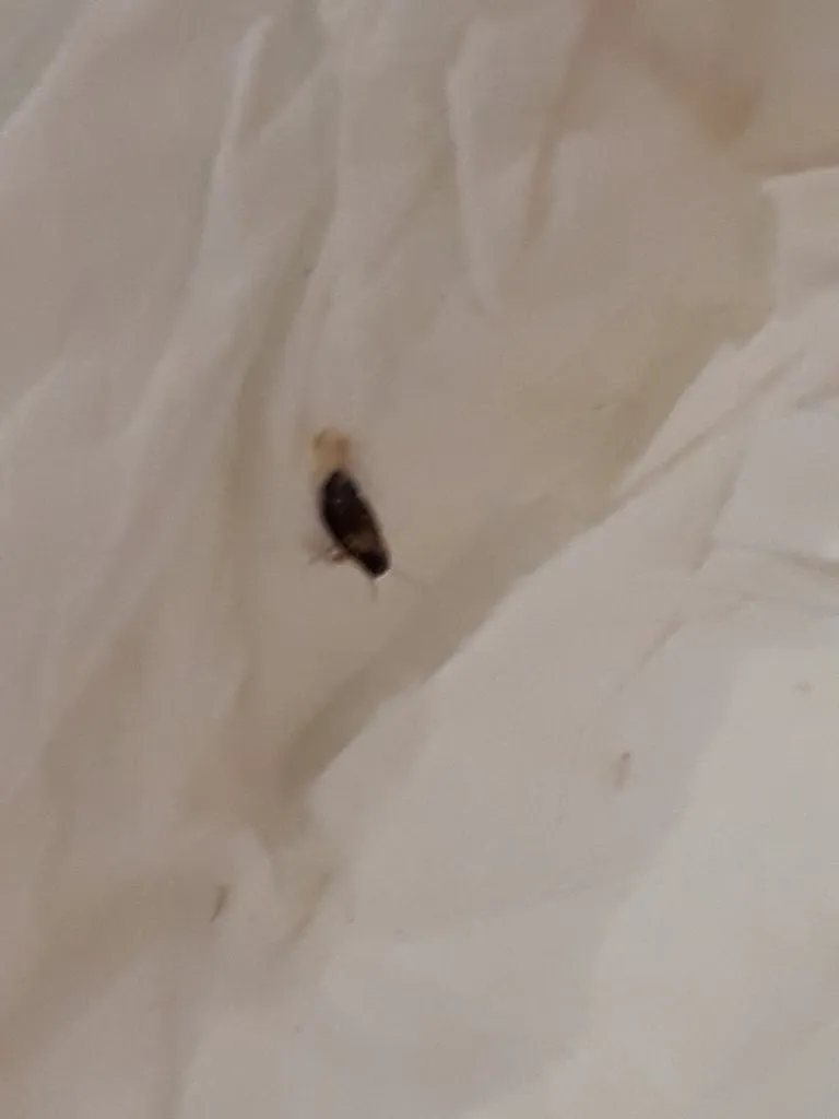 Jholvin Layme_Tienda_Llosa la_review