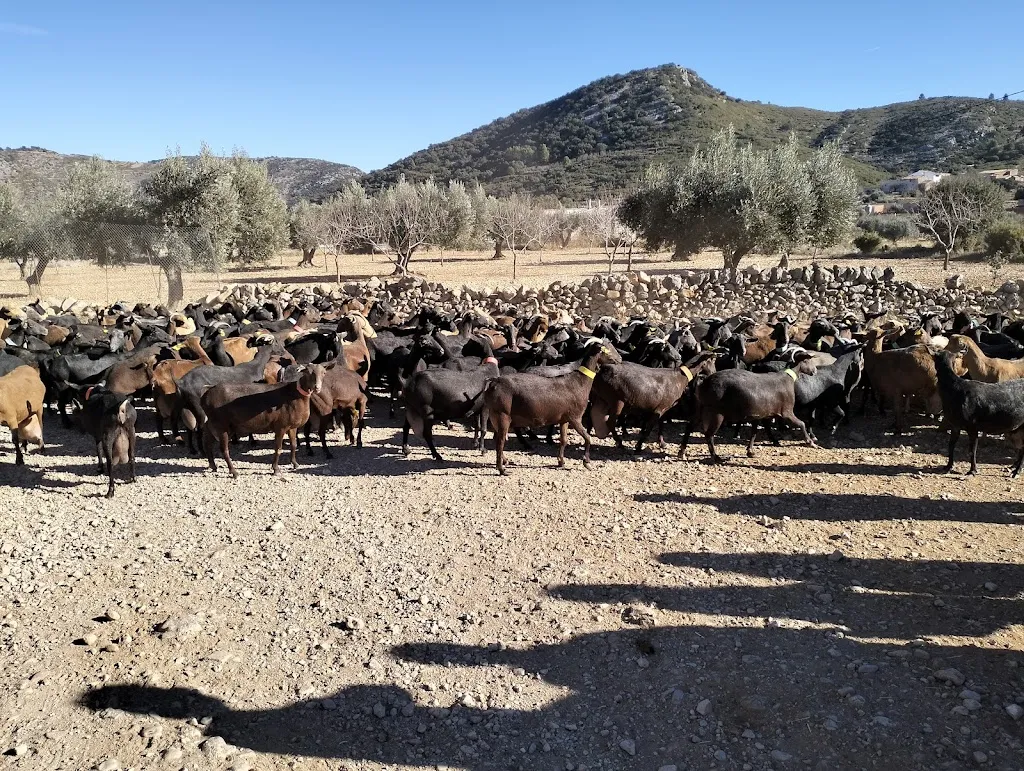 Cabritillo del Maestrazgo restaurant in Torre dEn Besora la