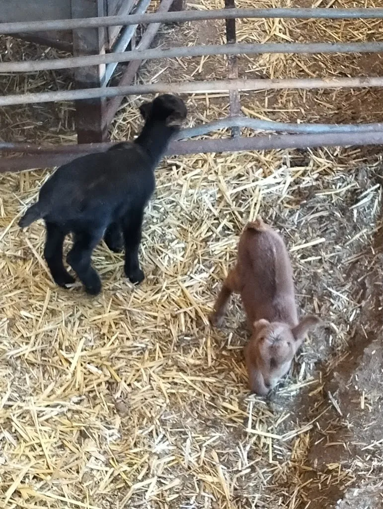 Cabritillo del Maestrazgo_Torre dEn Besora la_slider_image_3