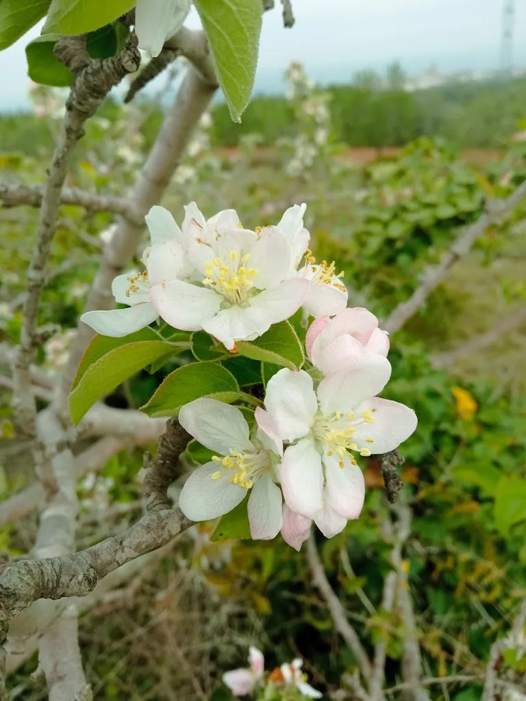 Restaurante Vall D'Alba ristorante a Vall dAlba