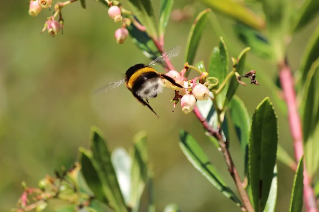 Carlos Peña_Otapeo_Boqueixón_review