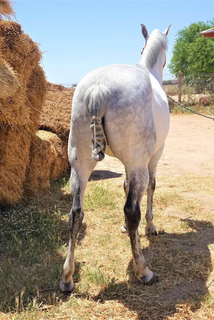 CAFE ASADOR EL PERIQUITO_Tomelloso_slider_image_3