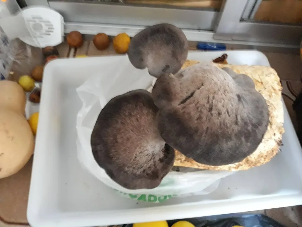 Bar Fémolix restaurant in Blázquez Los