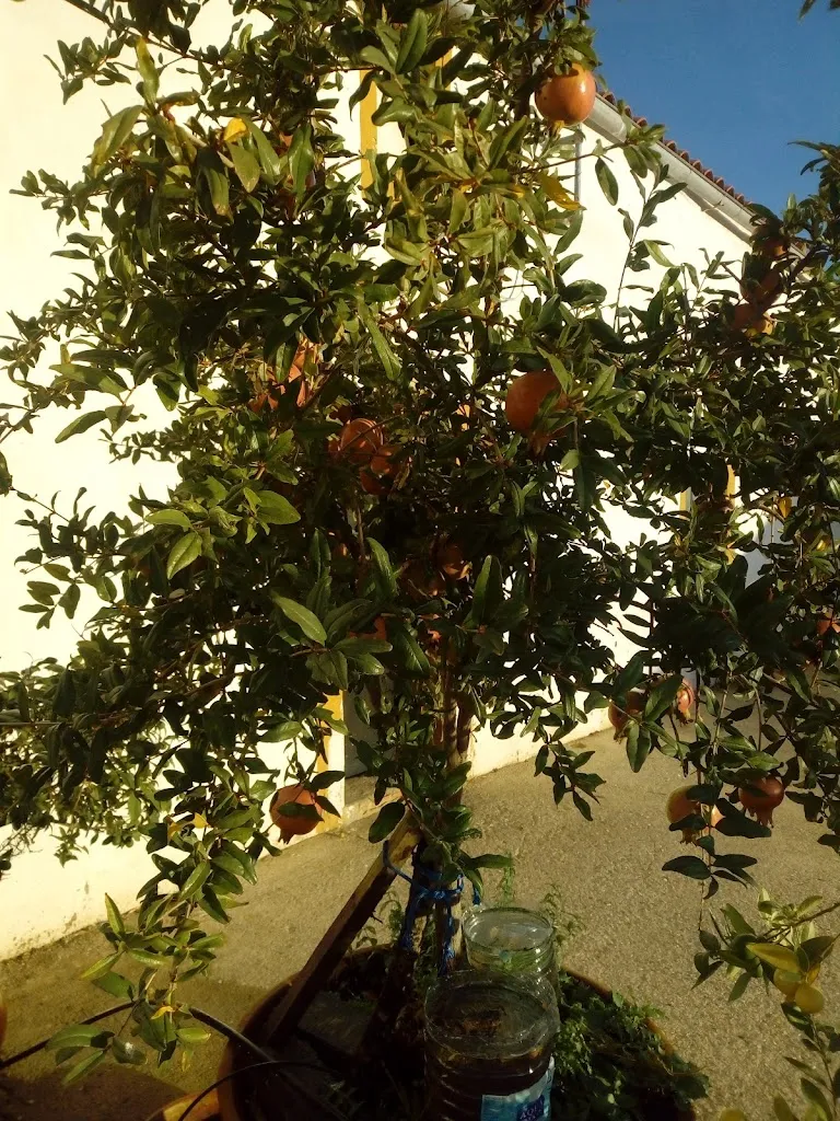 Bar Fémolix_Blázquez Los_slider_image_3