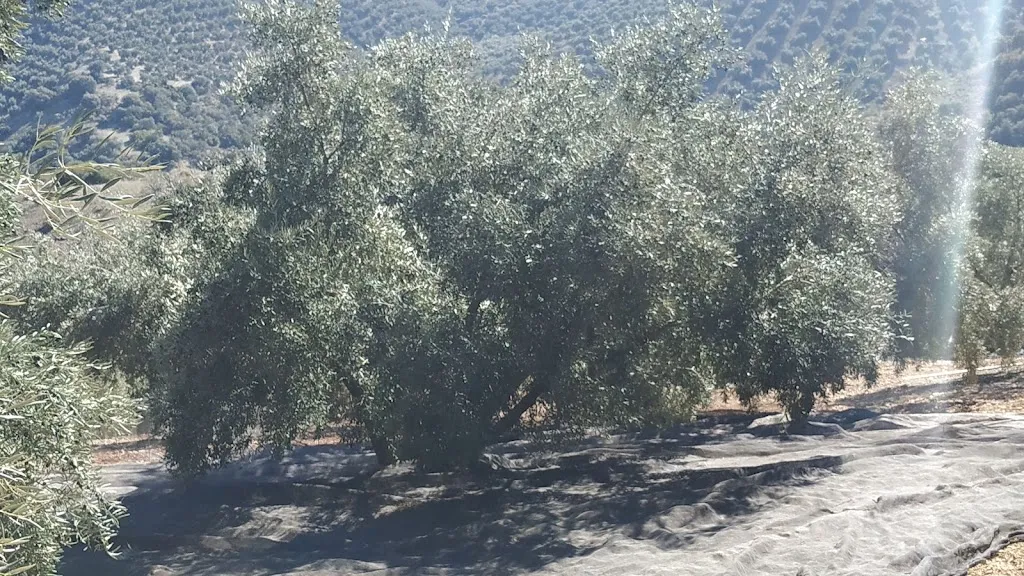 Bar los caminos_Iznájar_slider_image_3