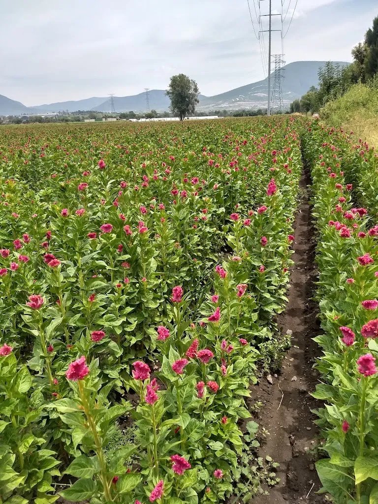 Comedor El Viejo_Guadalcázar_slider_image_3