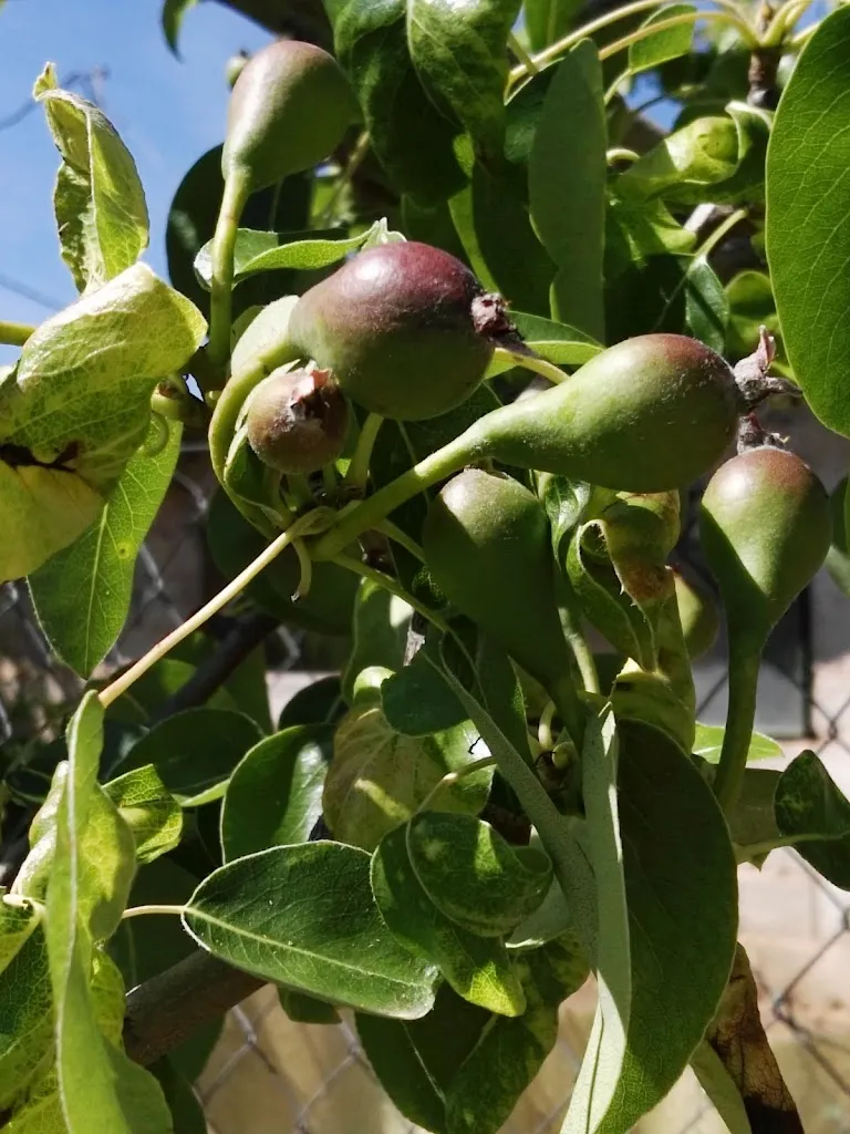 Menu_TEXAS SALOON PUB_Ossa de Montiel_image_8