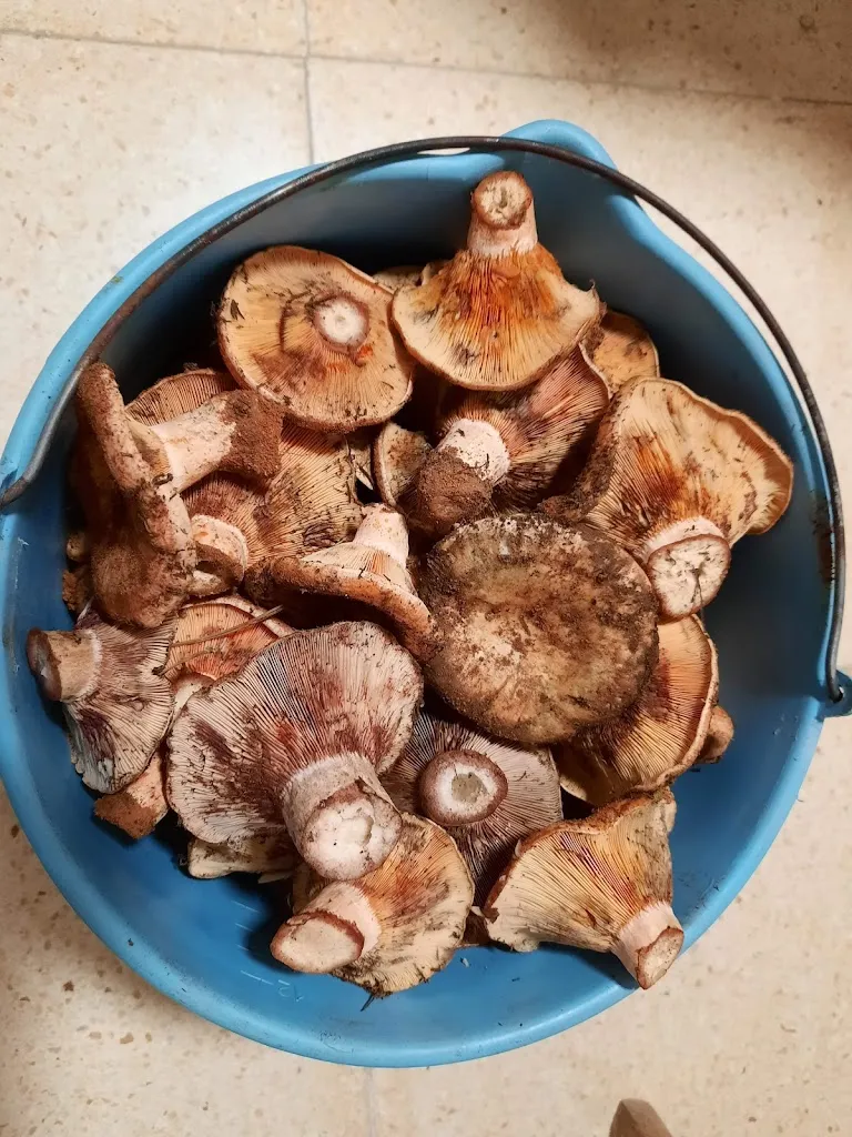 Menu_BAR LOS CANOS (DESDE 1988)_Cañaveras_image_3