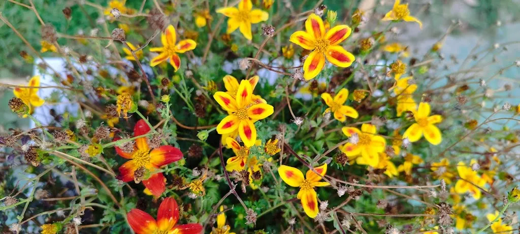 José Manuel González Antón_Restaurante Finca Cañaveral_Cañaveras_review