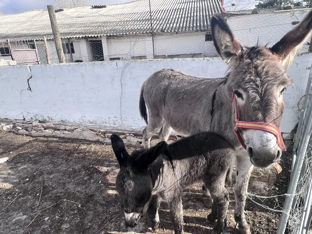 Pedro Jose Jimenez Martinez_Restaurante Molino 'El Blanco'_Carrascosa de Haro_review