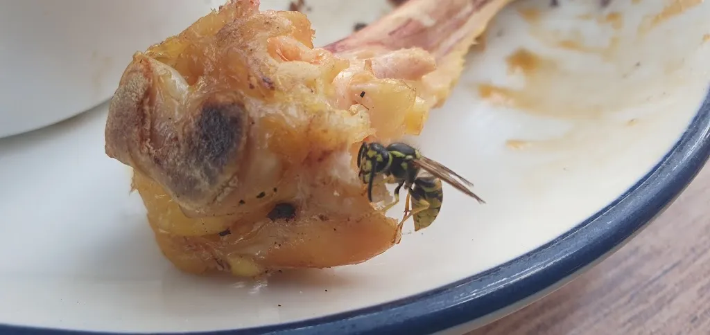 Menu_Área de Servicio Castillejo de Iniesta La Vianda _Castillejo de Iniesta_image_5