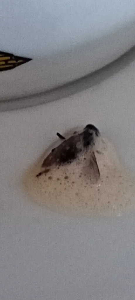 Francisco Moreno Fernández_Casa del tío Migue_Huerta del Marquesado_review