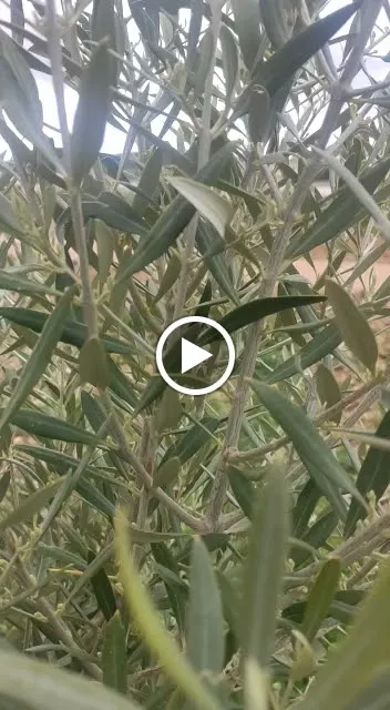 Olivares de Altomira: Oleoturismo. AOVE_Valle de Altomira El_slider_image_2