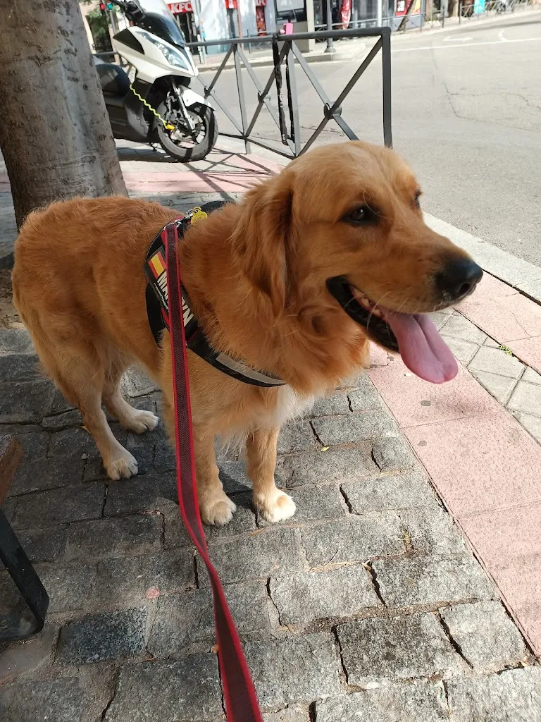 Jose Ramon Gomez Leon_El Coto_Tobarra_review