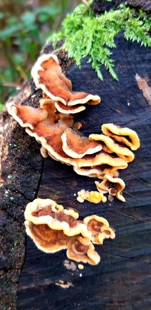 Menu_Susperregi Jatetxea_Errenteria_image_6