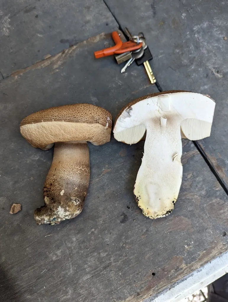 Spratty 1122_Camping Restaurante Río Tus, Yeste, Albacete_Yeste_review