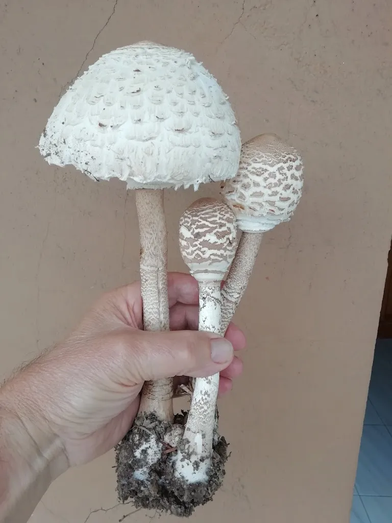 Agustín Zabalo Iparraguirre_Zumardi Elkartea_Zumarraga_review