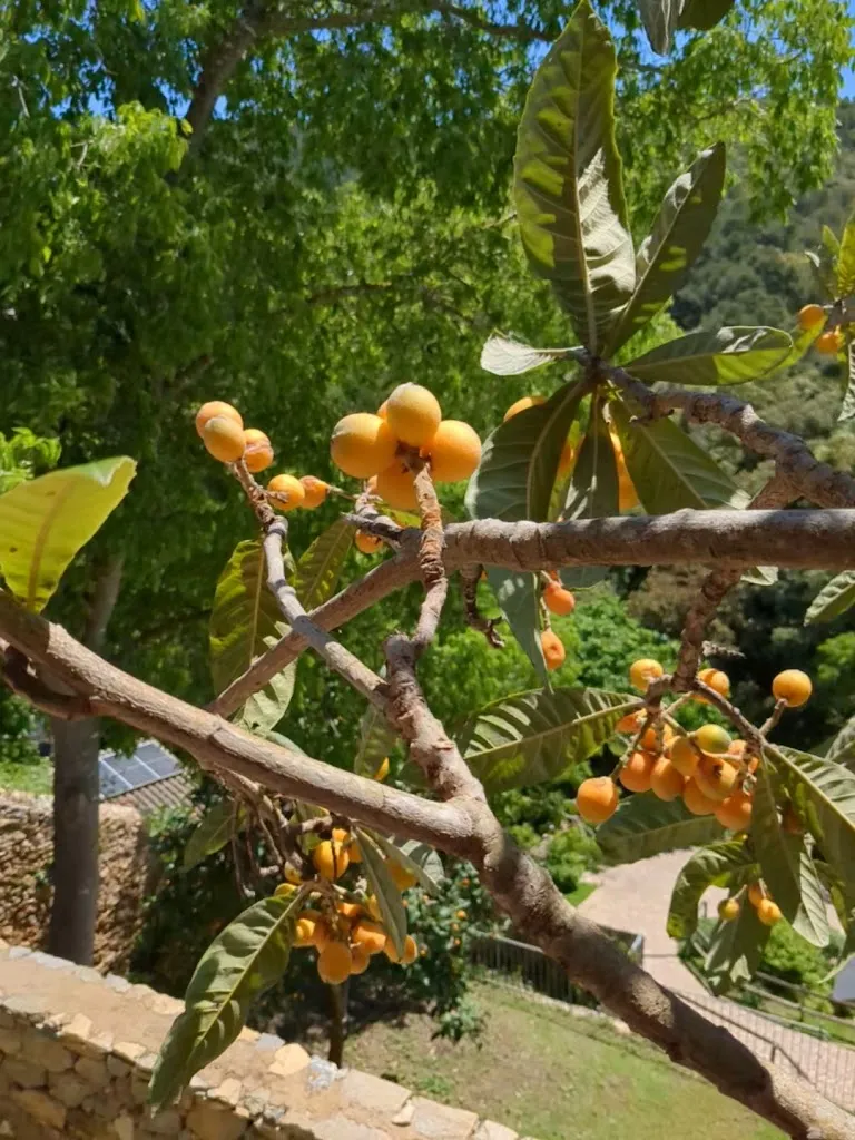 La Flama de Begur restaurant_Begur_slider_image_2