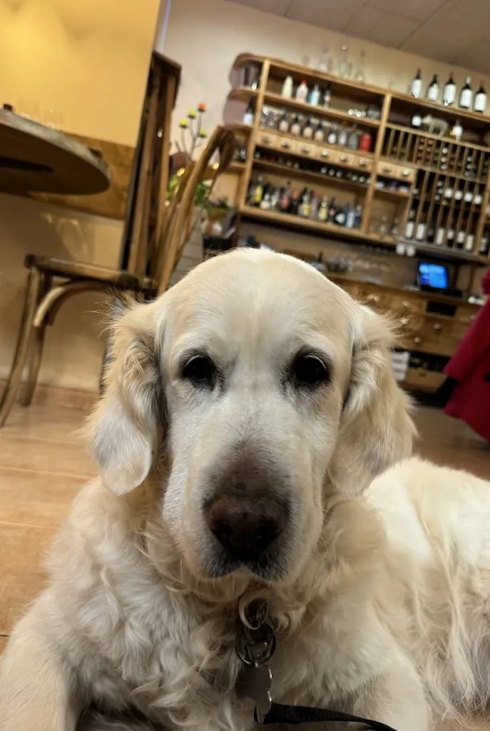 Stephen Bartlett-Bragg_Capritxos de La Lola_Camprodon_review