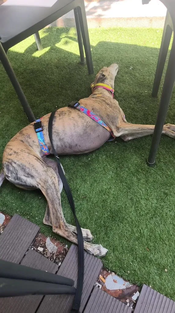 La Taverneta de l'Àngel_Hostalric_slider_image_2