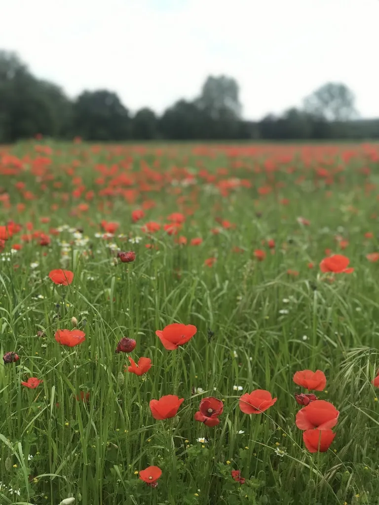 Amelia O'Dell_Restaurant El Carril9_Llagostera_review