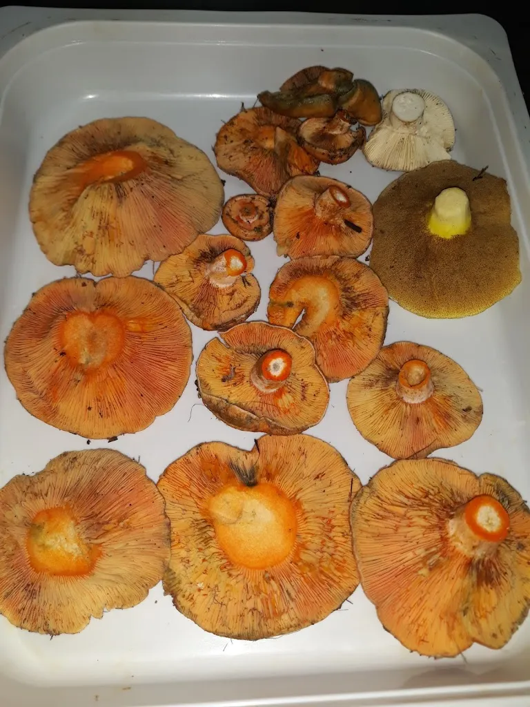 Menü_Hostal Bonaterra_Maçanet de la Selva_Bild_6